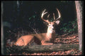 104023 White Tailed Deer Lying Down A4 Photo Print