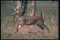 104024 White Tailed Deer Running A4 Photo Print