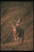 104025 White Tailed Deer, Alert A4 Photo Print