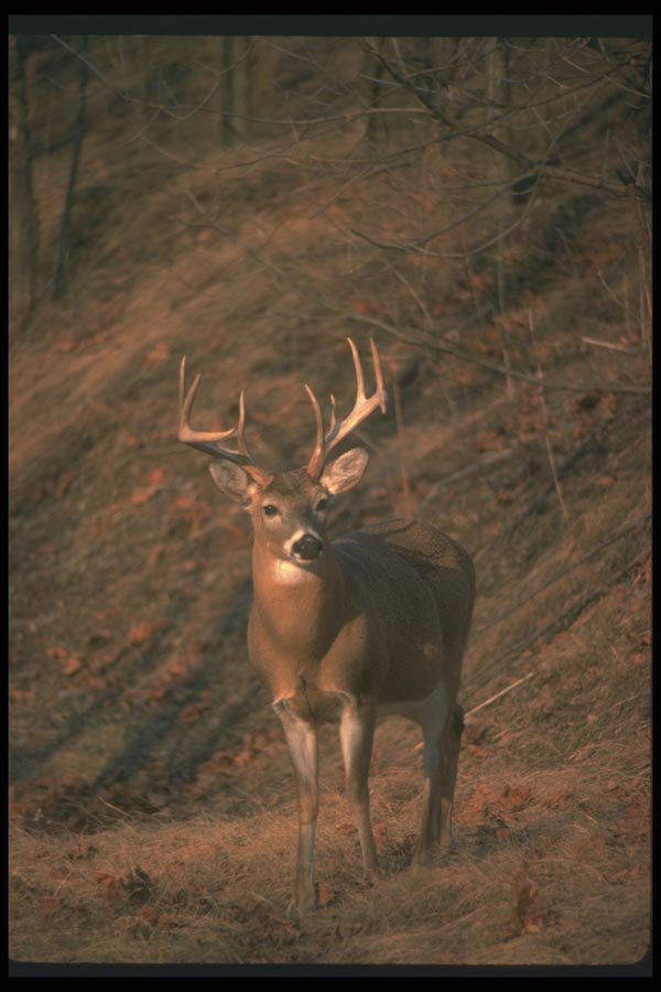 104025 White Tailed Deer, Alert A4 Photo Print