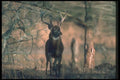 104026 White Tailed Deer By Fall Trees A4 Photo Print