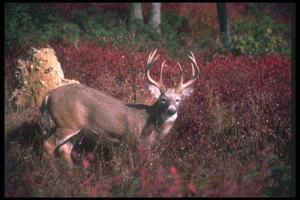 104027 White Tailed Deer In Thick Field A4 Photo Print