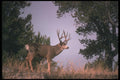 104028 Mule Deer Skylined While Crossing Hill A4 Photo Print