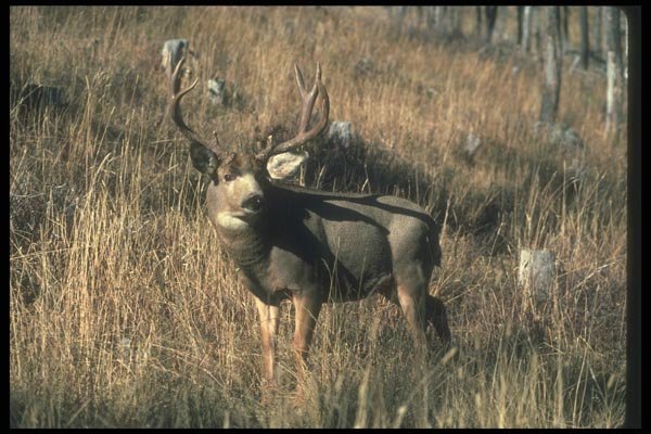 104030 Mule Deer At Foot Of Hill A4 Photo Print