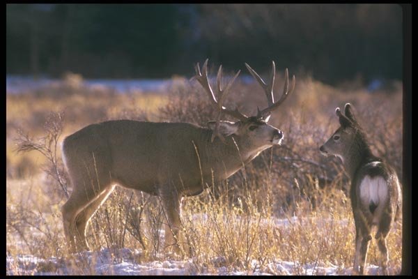 104031 Mule Deer Buck And Fawn A4 Photo Print