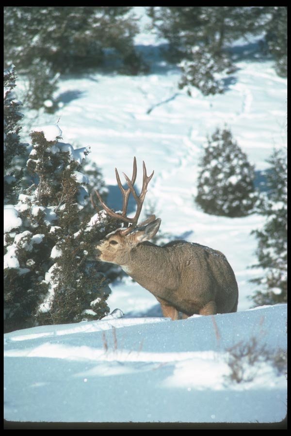 104032 Mule Deer Browsing Tree In Snowy Woods A4 Photo Print