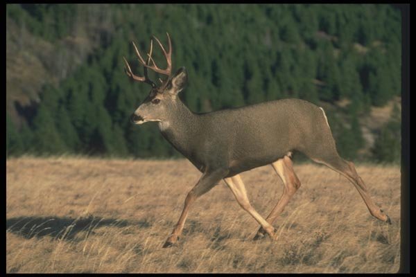 104033 Mule Deer Running A4 Photo Print