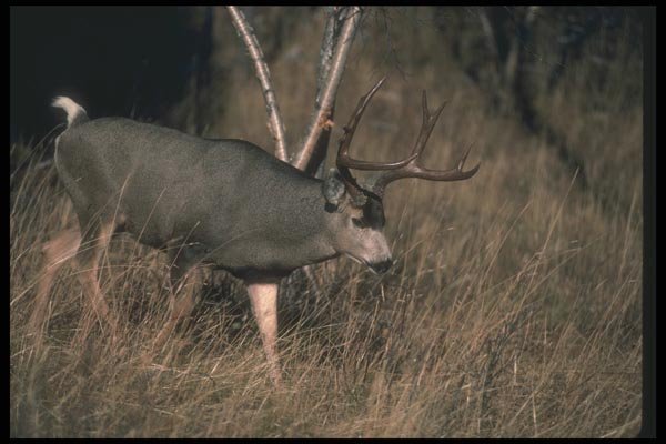 104034 Mule Deer In Grassy Field A4 Photo Print