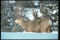 104035 Mule Deer, Alert In Deep Snow A4 Photo Print