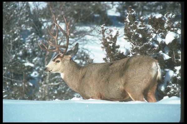 104035 Mule Deer, Alert In Deep Snow A4 Photo Print