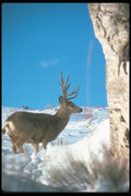 104036 Mule Deer In Deep Snow A4 Photo Print