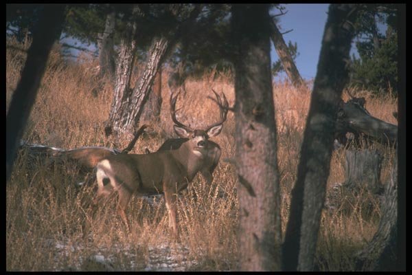 104037 Mule Deer Buck And Doe During Rut A4 Photo Print