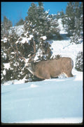 104038 Mule Deer, Big Buck In Snowy Woods A4 Photo Print
