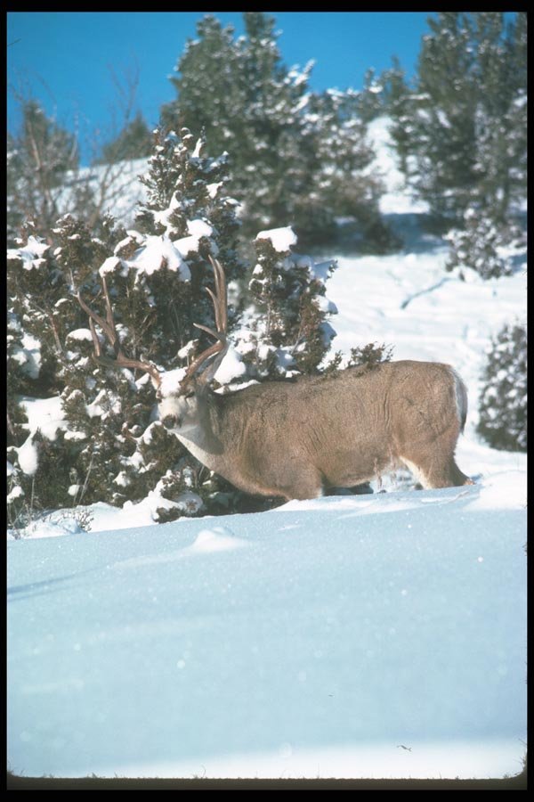 104038 Mule Deer, Big Buck In Snowy Woods A4 Photo Print