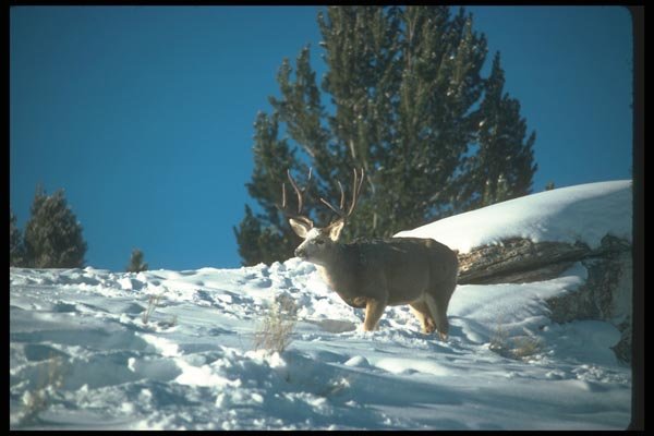 104039 Mule Deer In Deep Snow A4 Photo Print