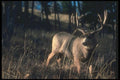 104041 Mule Deer Buck A4 Photo Print