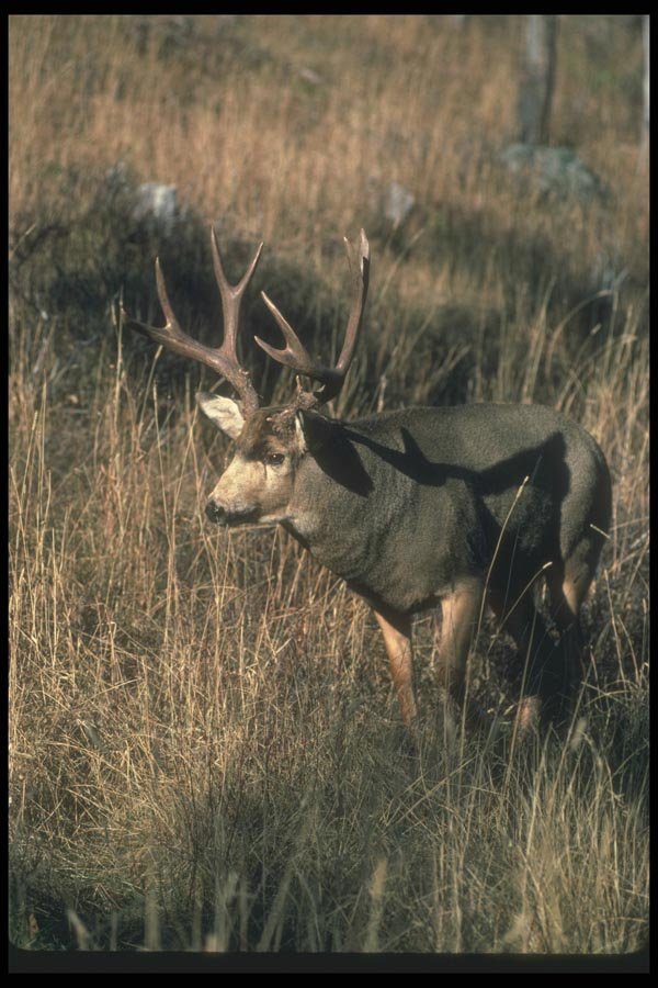 104042 Mule Deer In Grassy Field A4 Photo Print