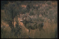 104043 Mule Deer With Atypical Antlers A4 Photo Print
