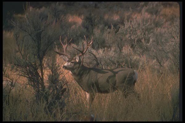 104043 Mule Deer With Atypical Antlers A4 Photo Print