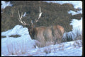104044 Elk With Large Antlers A4 Photo Print