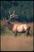 104045 Elk In Grassy Field A4 Photo Print