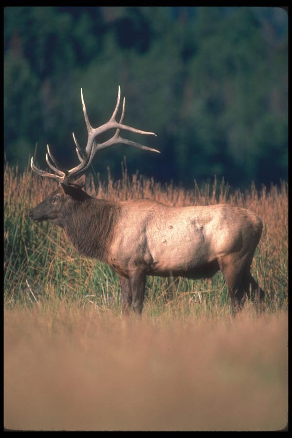 104045 Elk In Grassy Field A4 Photo Print