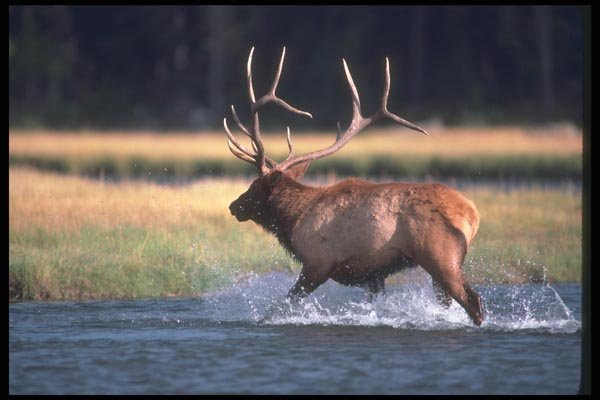 104046 Elk Crossing River A4 Photo Print