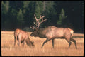 104047 Elk Bull And Cow In Evening Meadow A4 Photo Print