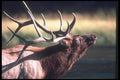 104048 Elk Near River A4 Photo Print