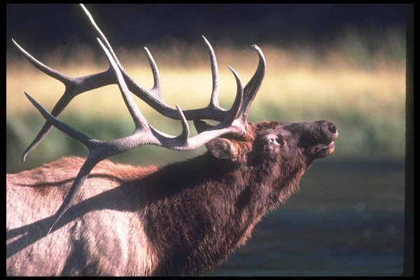 104048 Elk Near River A4 Photo Print