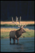 104049 Elk In River A4 Photo Print