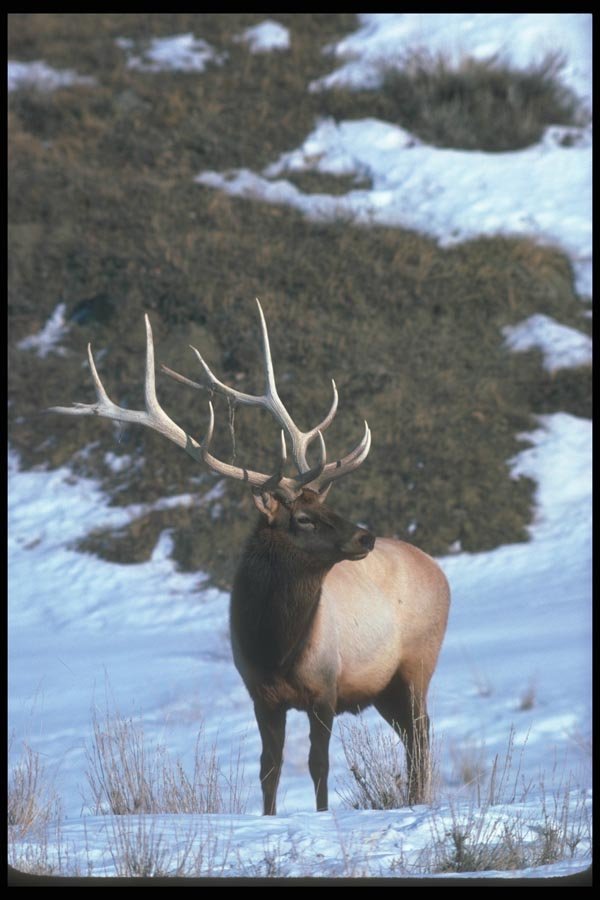 104050 Elk In Snowy Field A4 Photo Print