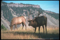 104051 Elk Bull And Cow A4 Photo Print
