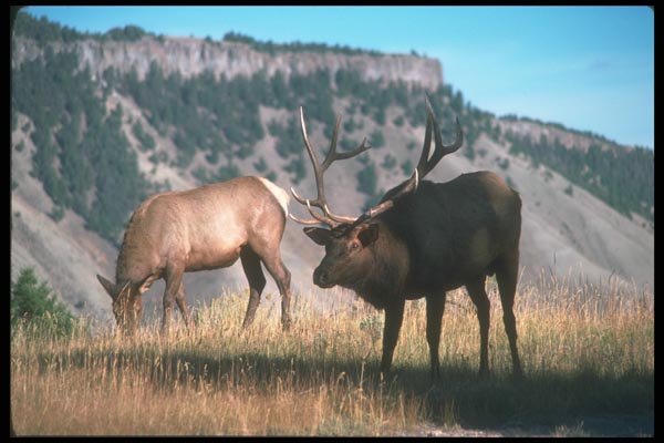 104051 Elk Bull And Cow A4 Photo Print