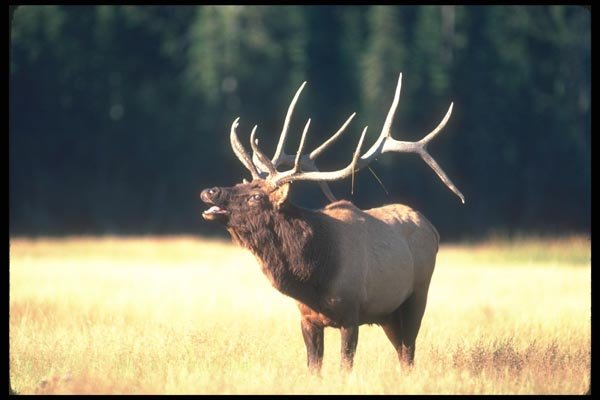 104052 Elk Bugling A4 Photo Print