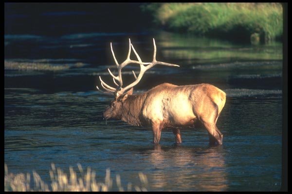 104053 Elk In River A4 Photo Print