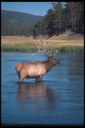 104055 Elk In River A4 Photo Print