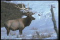 104056 Elk In Snowy Meadow A4 Photo Print