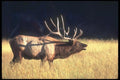104057 Elk Bugling A4 Photo Print