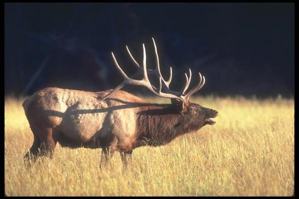 104057 Elk Bugling A4 Photo Print