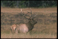 104058 Elk, Alert In Meadow A4 Photo Print