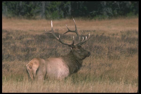 104058 Elk, Alert In Meadow A4 Photo Print