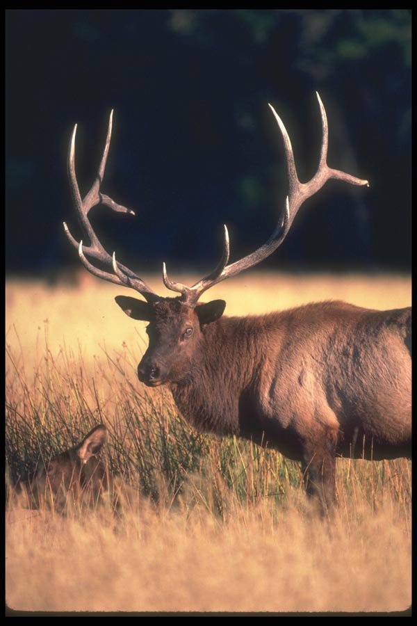 104059 Elk Bull And Cow A4 Photo Print