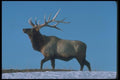 104060 Elk Skylined In Winter A4 Photo Print