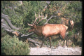 104061 Elk Bull And Cows A4 Photo Print