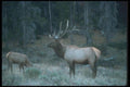 104062 Elk At Cold Dawn A4 Photo Print