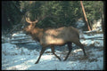 104063 Elk Running In Snowy Glen A4 Photo Print
