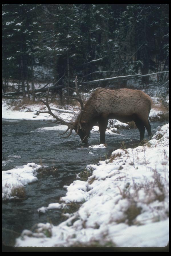 104064 Elk Drinking From Icy Stream A4 Photo Print