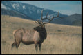 104065 Elk In Golden Grass A4 Photo Print