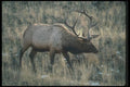 104066 Elk In Golden Grass A4 Photo Print